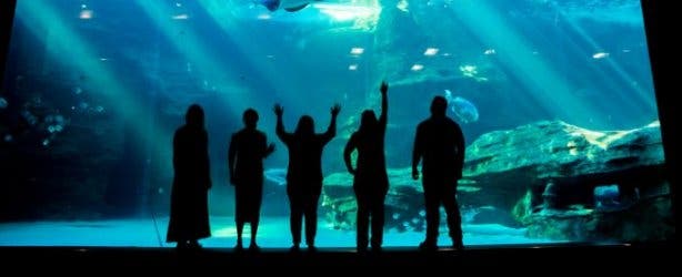 Two Oceans Aquarium 2024