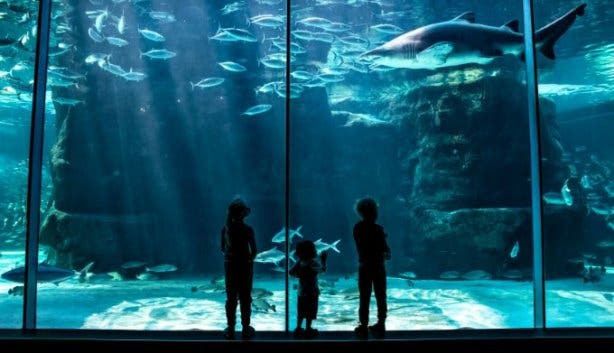 Two Oceans Aquarium 2024