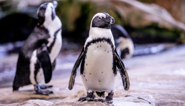 Two Oceans Aquarium 