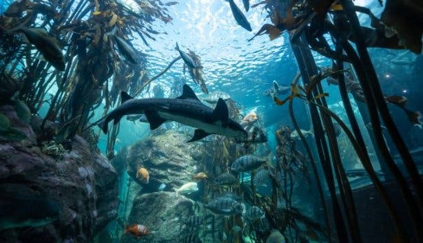 Two Oceans Aquarium 2024