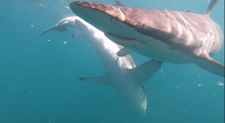 White shark cage dive sharks