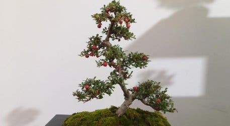 Flex Your Green Fingers With A Bonsai Beginner S Course