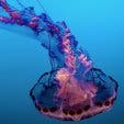 jellyfish