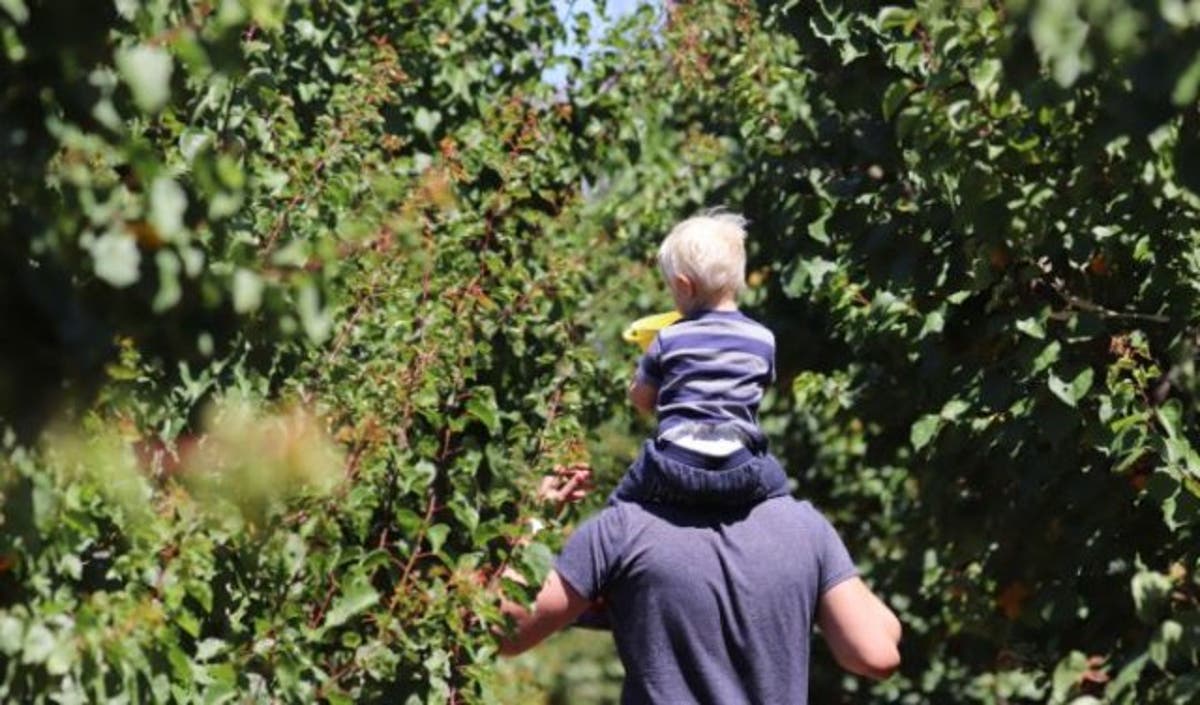 Appelkoos Fees Where Apricots Are Celebrated Tractor Rides Are Free And Kids Can Play All Day appelkoos fees where apricots are